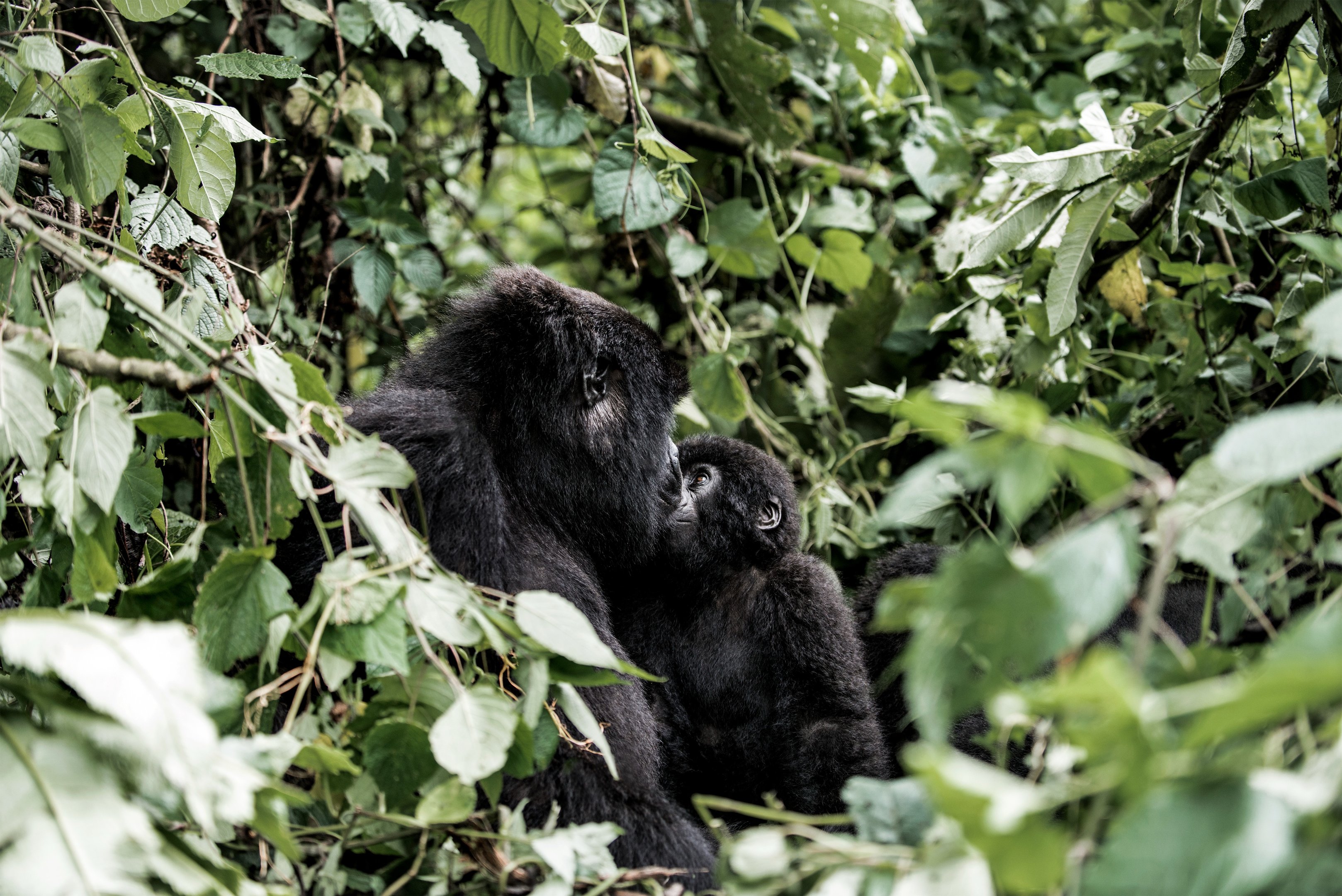 Gorilla family - Volcanoes National park