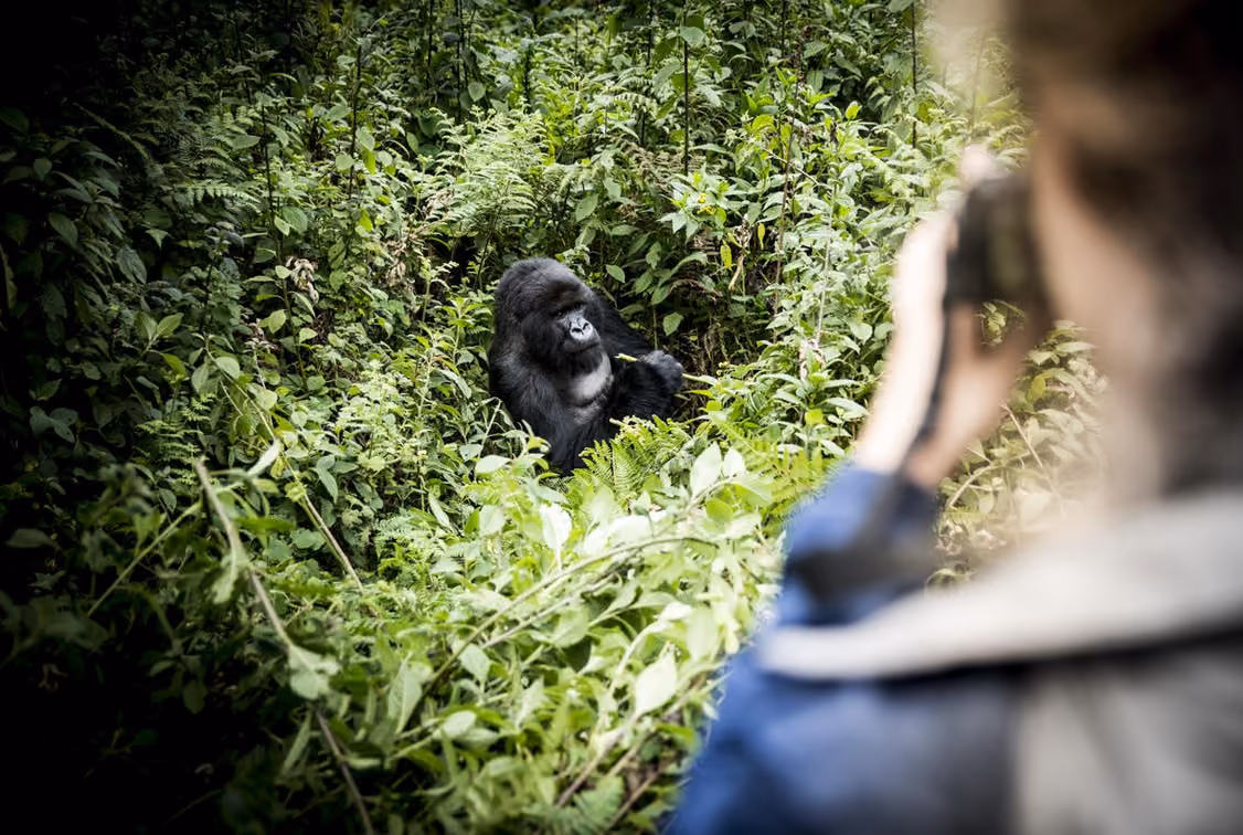 Gorilla family - Volcanoes National park
