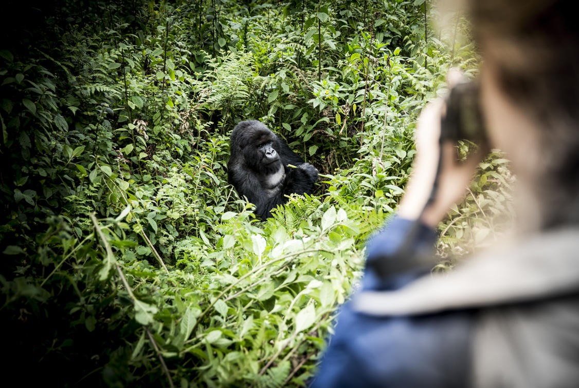 Gorilla family - Volcanoes National park