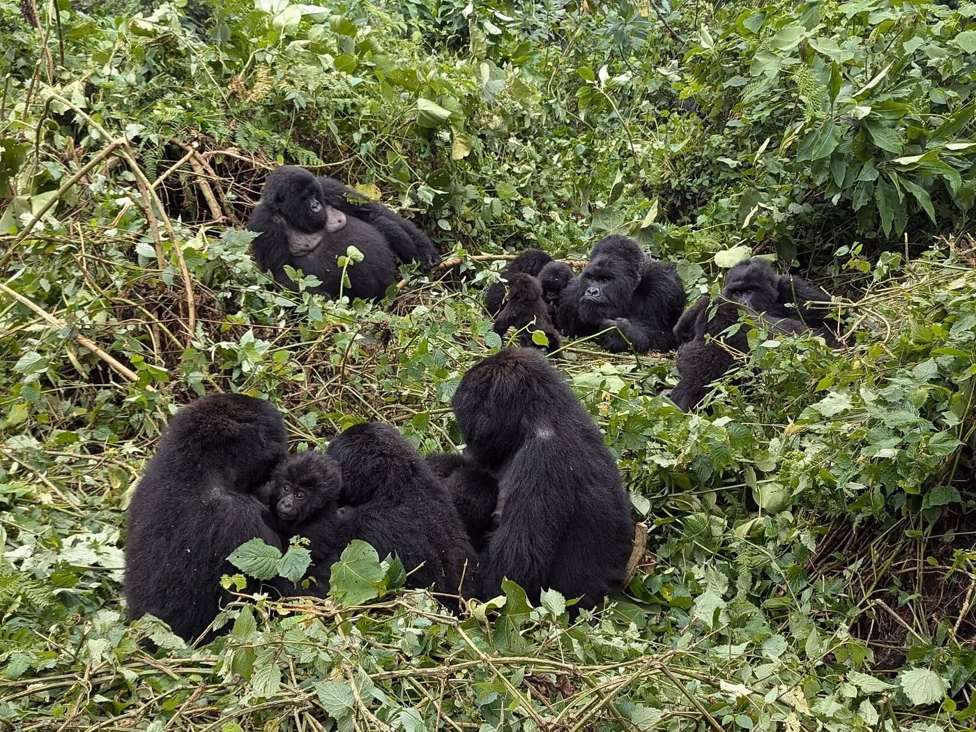 Gorilla family - Volcanoes National park