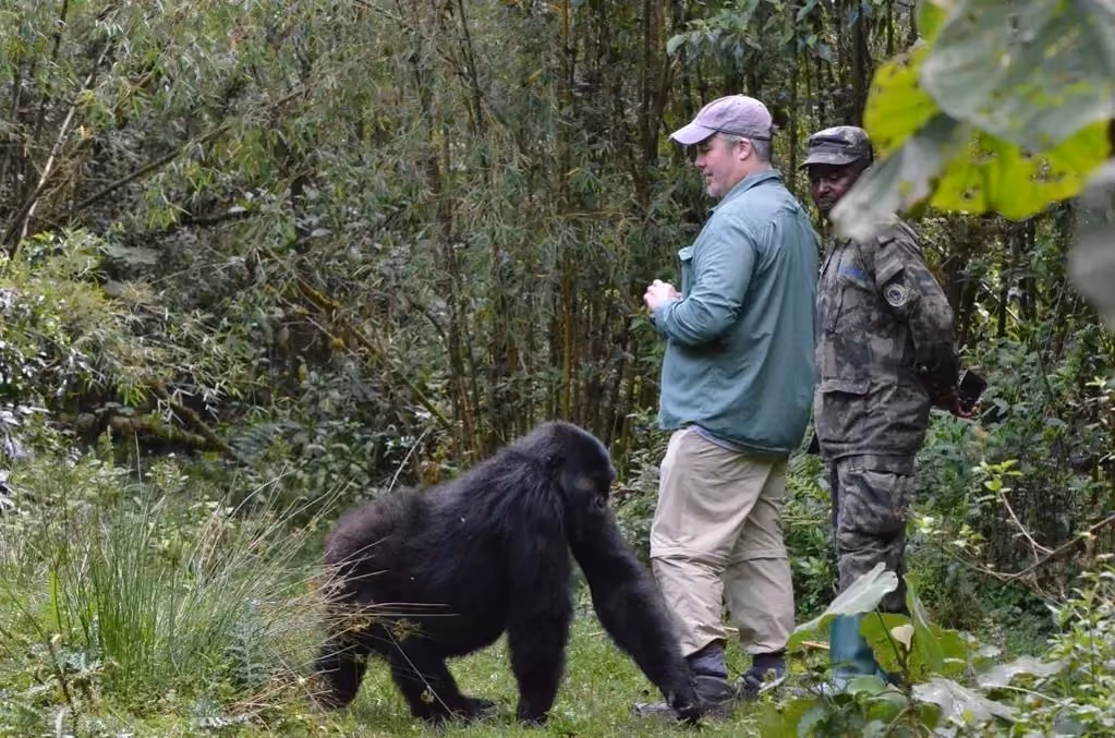 Gorilla ,Volcanoes National park