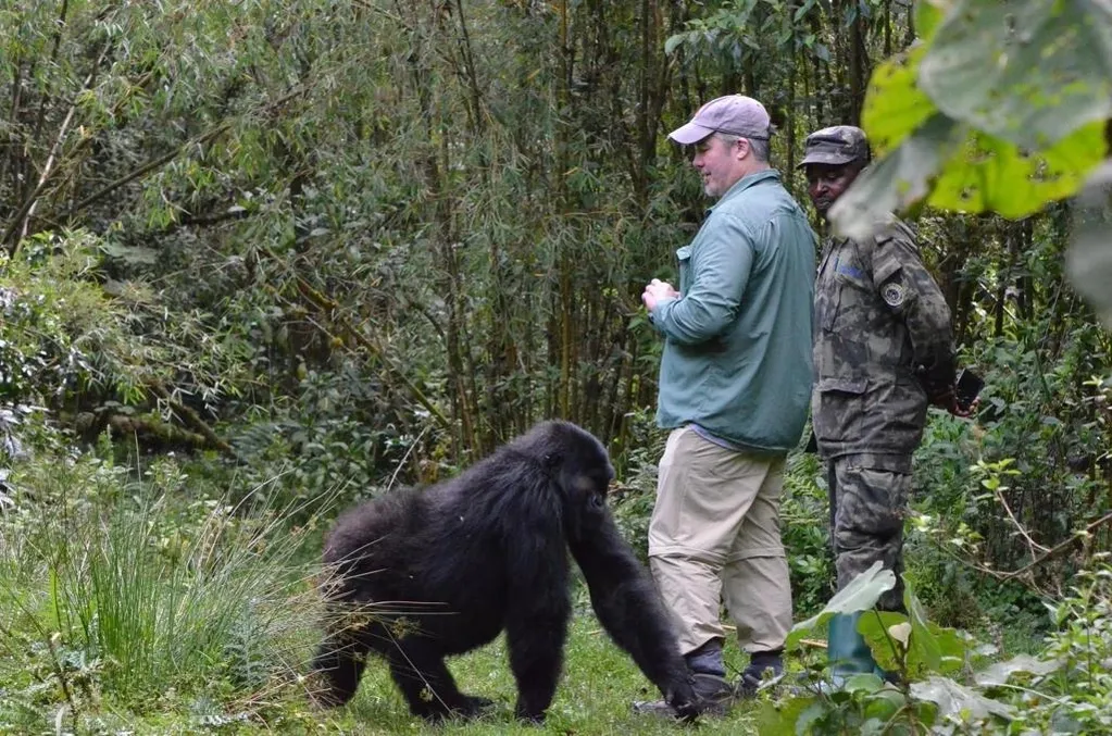 Gorilla ,Volcanoes National park