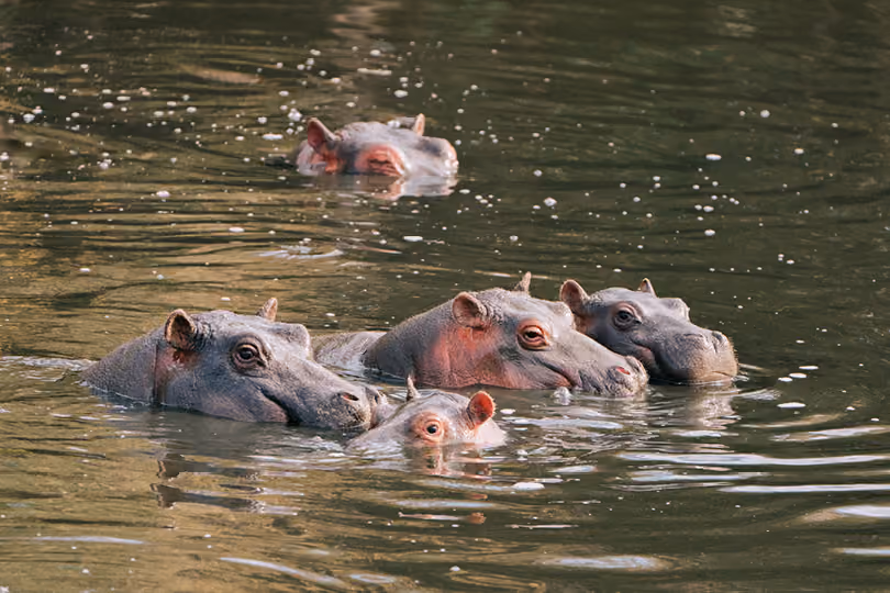 Hippos, Naboisho Conservancy Kenya