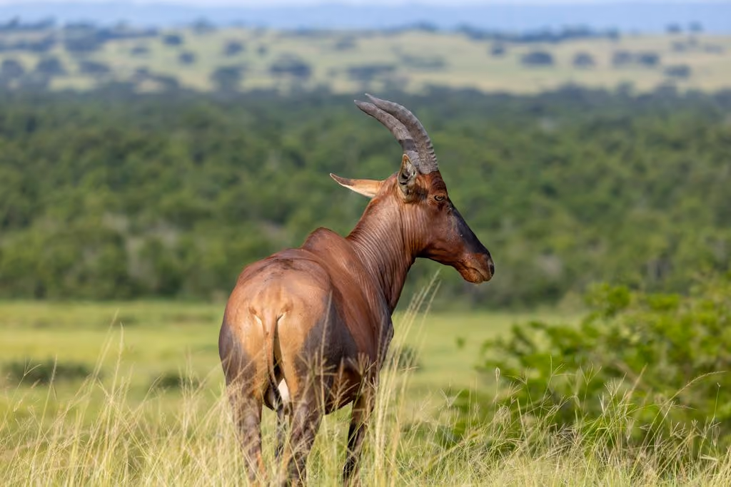 Topi, Queen Elizabeth National Park, Uganda