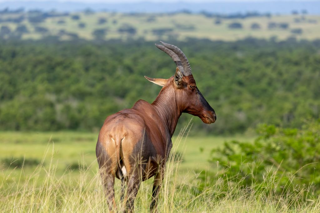 Topi, Queen Elizabeth National Park, Uganda