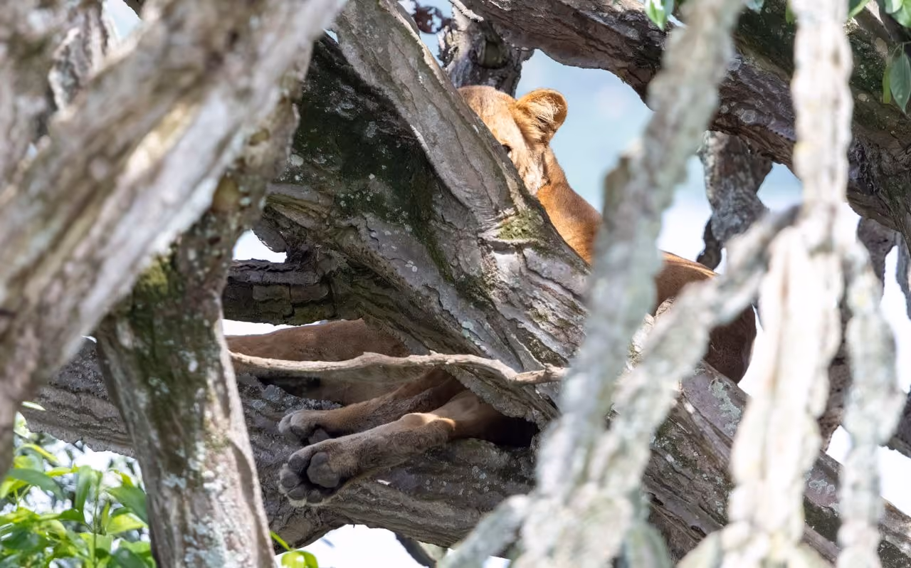 Tree climbing lions, Queen Elizabeth National Park, Uganda