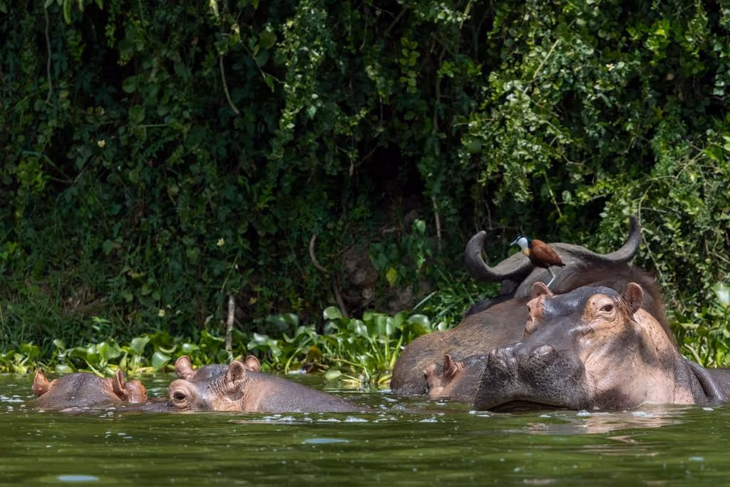 Hippos, Kazinga Channel - Queen Elizabeth National Park, Uganda