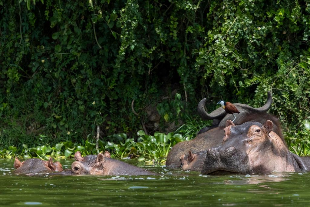 Hippos, Kazinga Channel - Queen Elizabeth National Park, Uganda