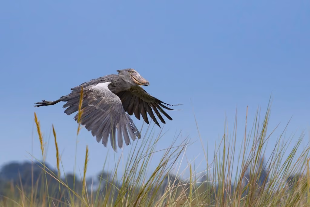 Shoebill Queen Elizabeth National Park, Uganda