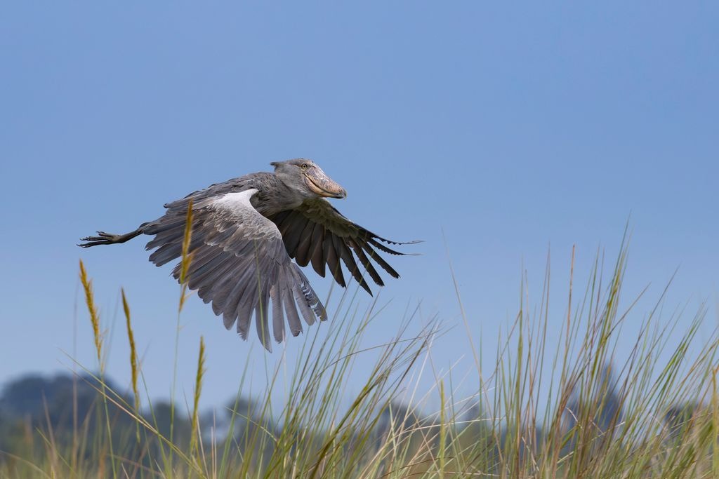 Shoebill Queen Elizabeth National Park, Uganda