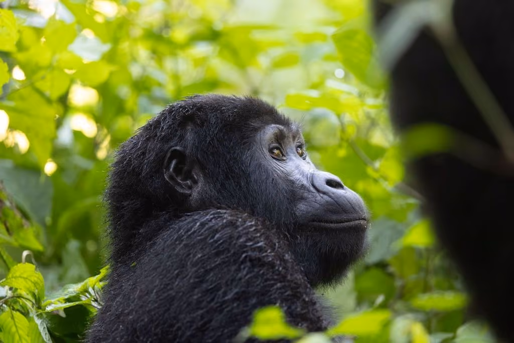 Gorillas, Bwindi Impenetrable Forest, Uganda