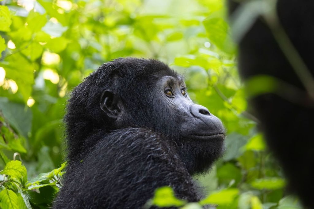 Gorillas, Bwindi Impenetrable Forest, Uganda