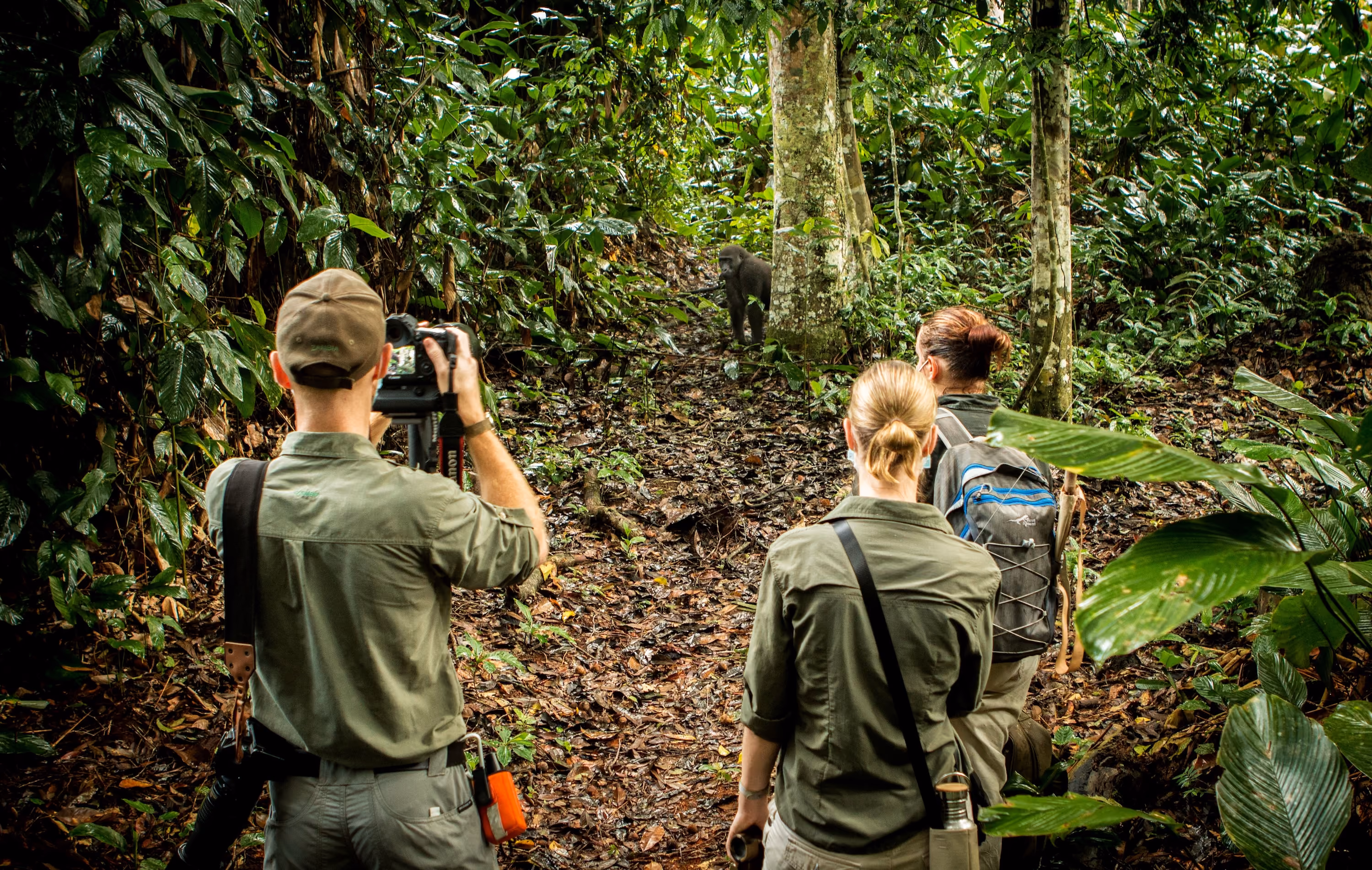 Gorilla trekking
