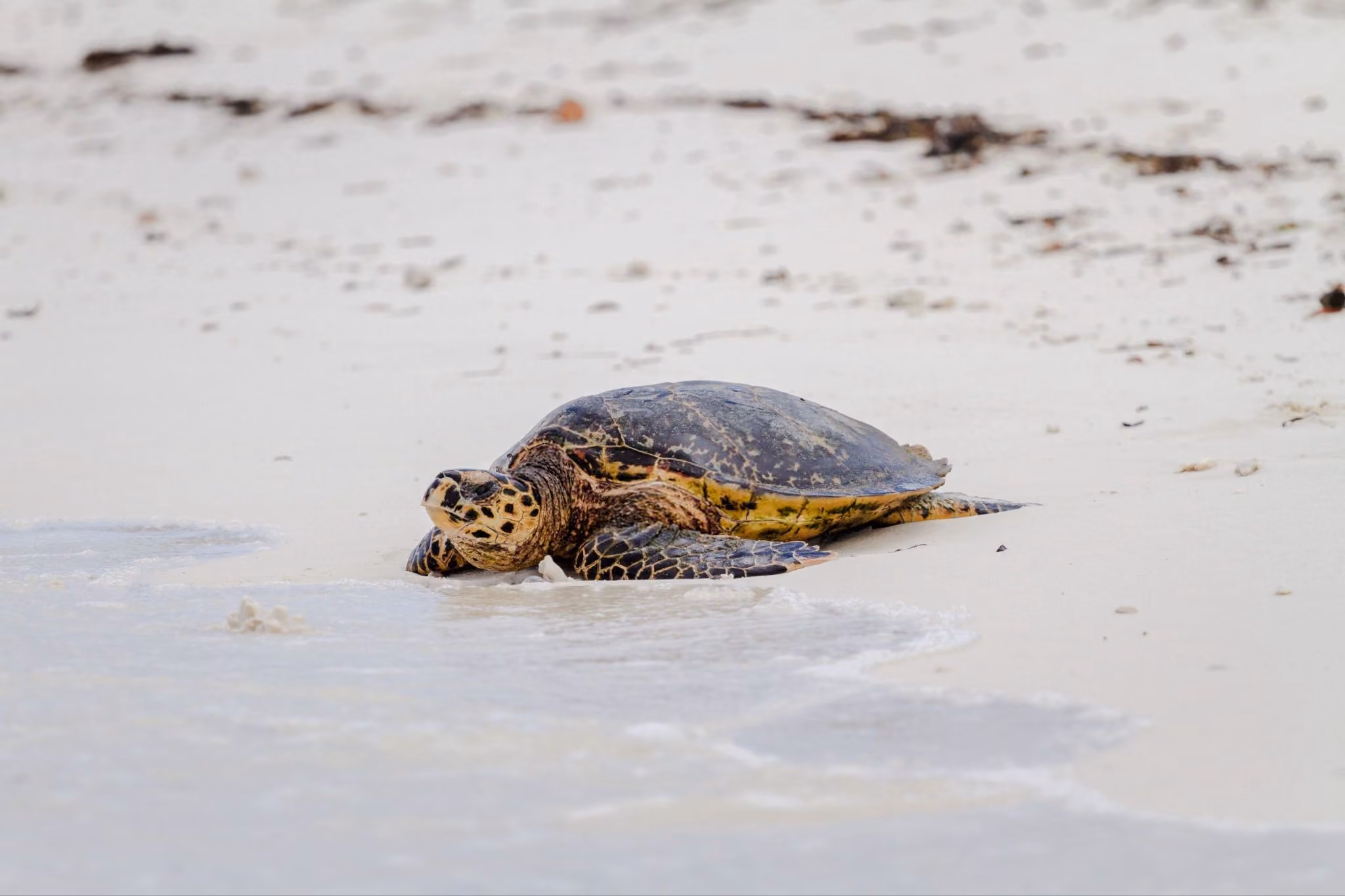 Hawksbill Sea Turtle, Blue Safari - Alphonse Island