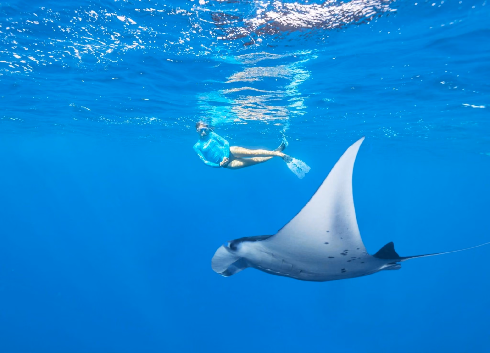 Blue Safari, Snorkelling - Rays