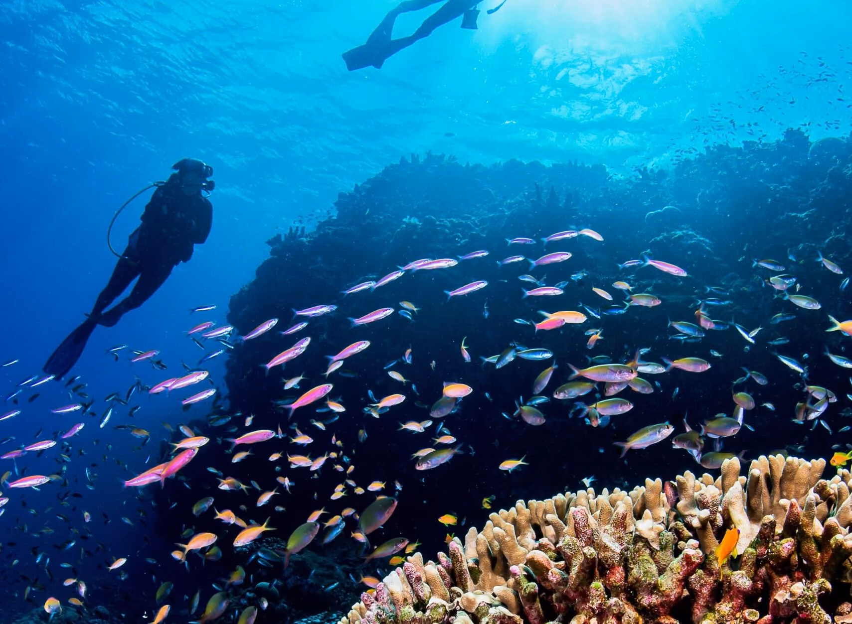 Blue Safari, Alphonse Island