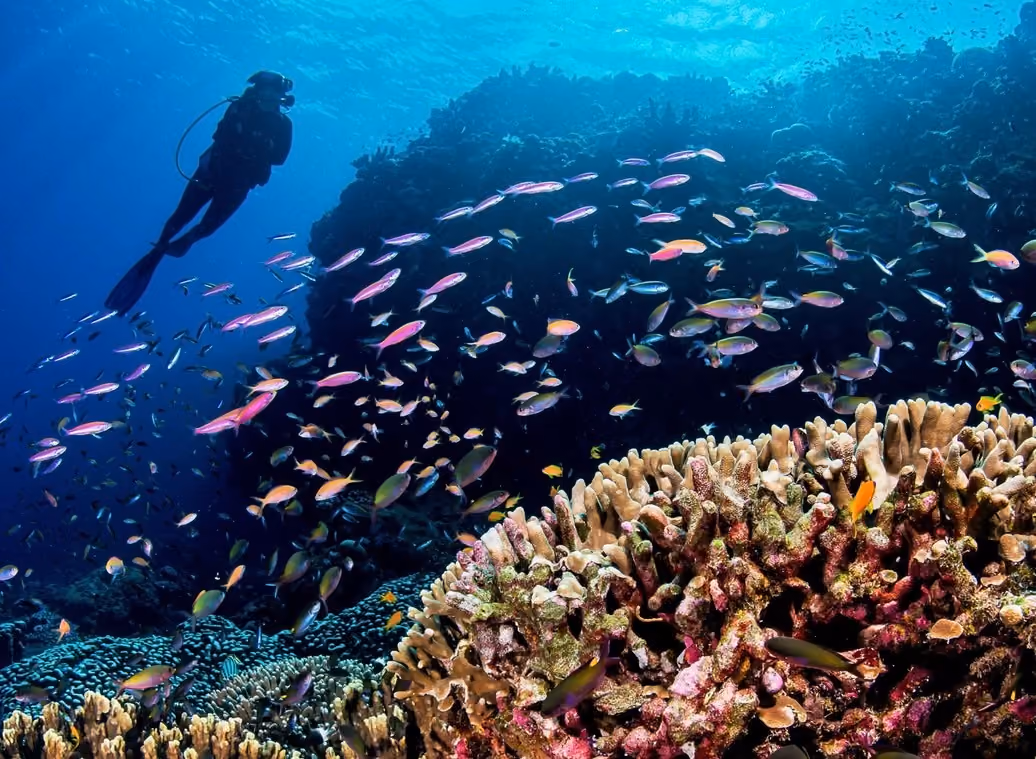 Diving Blue Safari, Seychelles