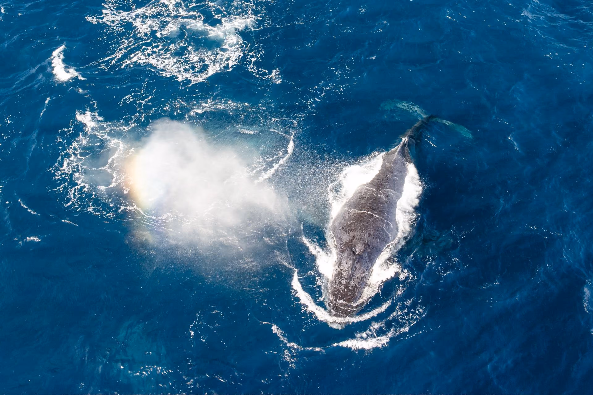 Humpback whales, Blue Safari
