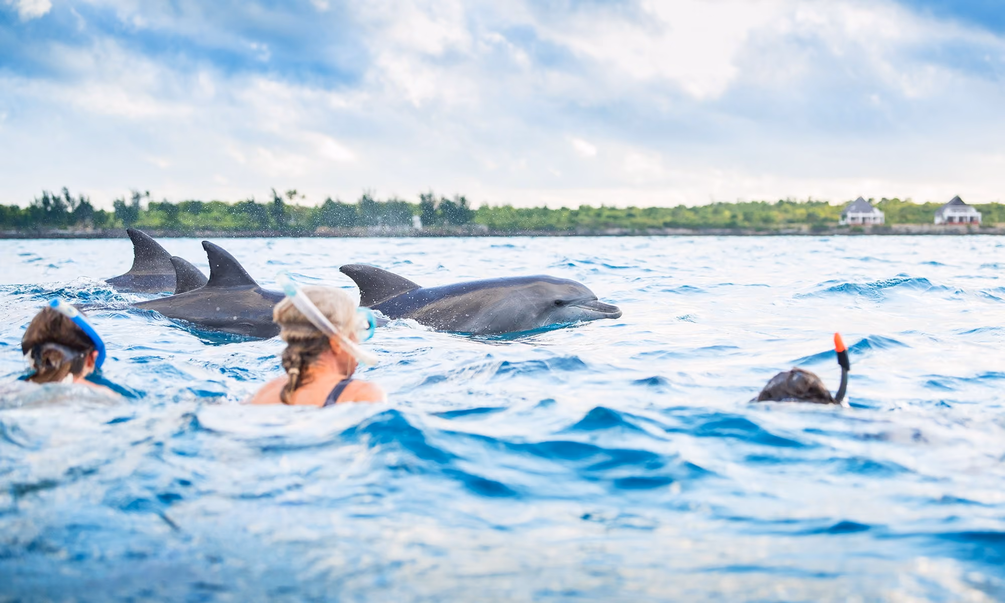 Dolphin encounters, zanzibar