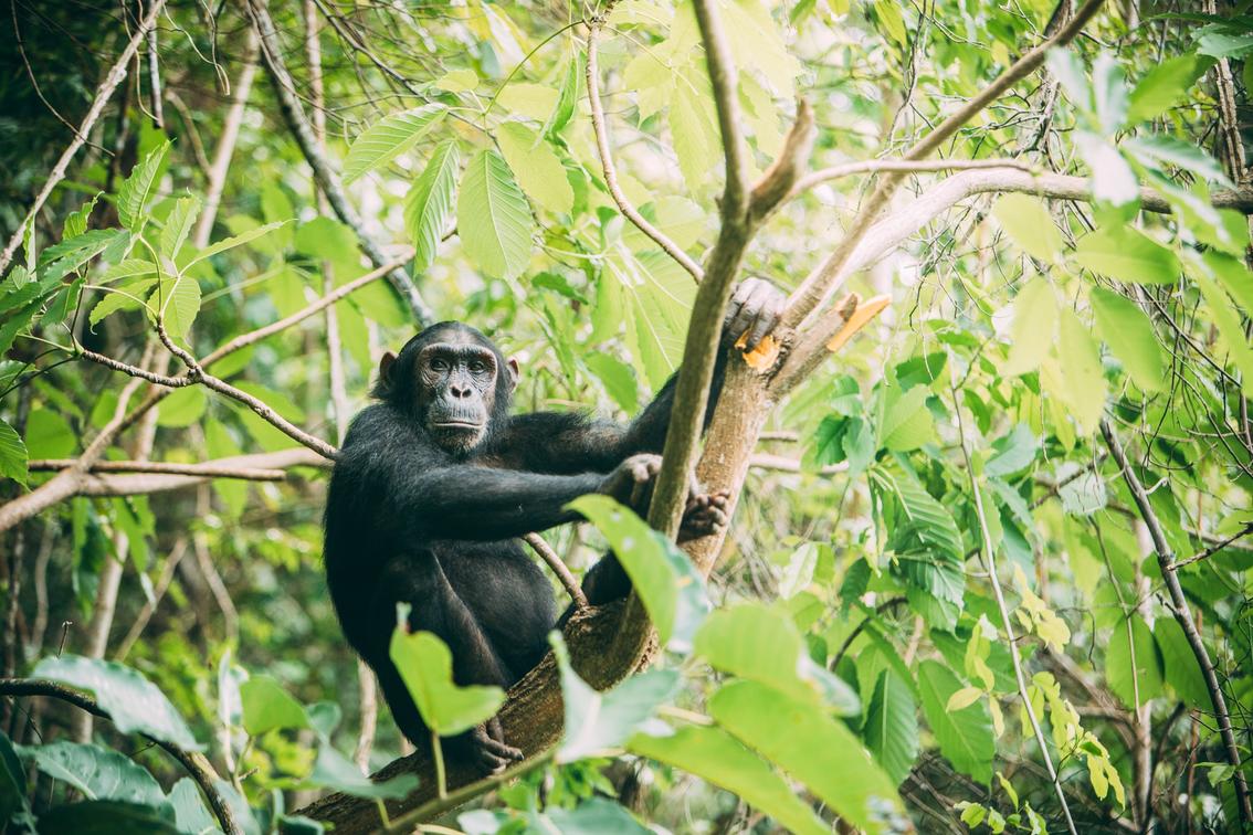 Chimpanzee, mahale mountains