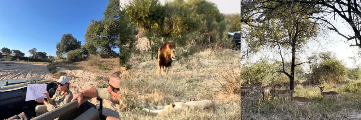 Game Drive - MalaMala