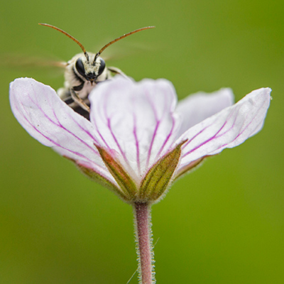 Back 5 bioblitz
