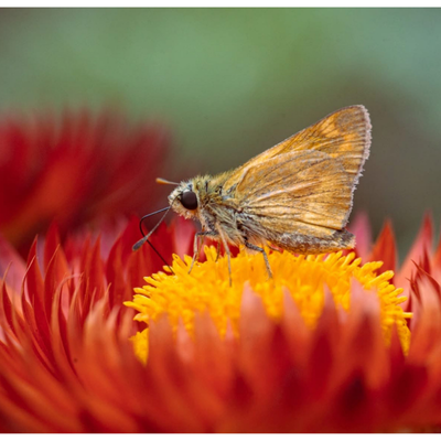 butterfly on a flower