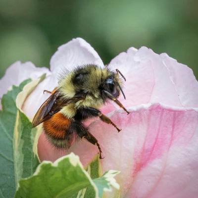 bee on a flower