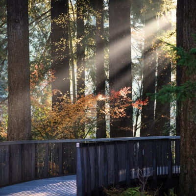 The Aerial Tree Walk