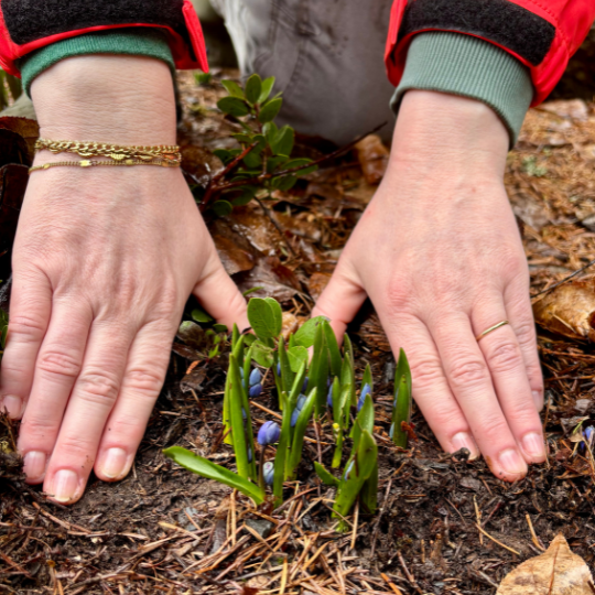 A gardener's hands