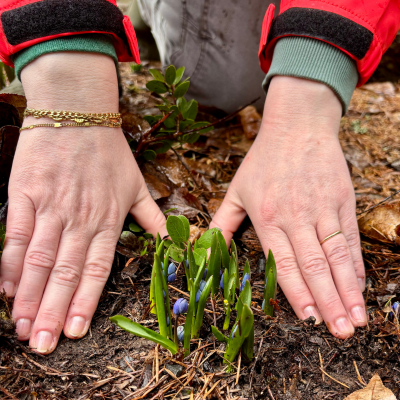 A gardener's hands