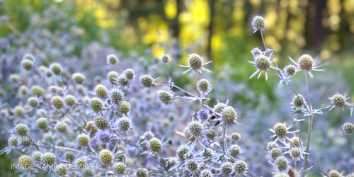Pollinator Garden