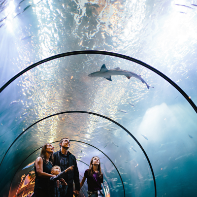 Oregon coast Aquarium tunnel