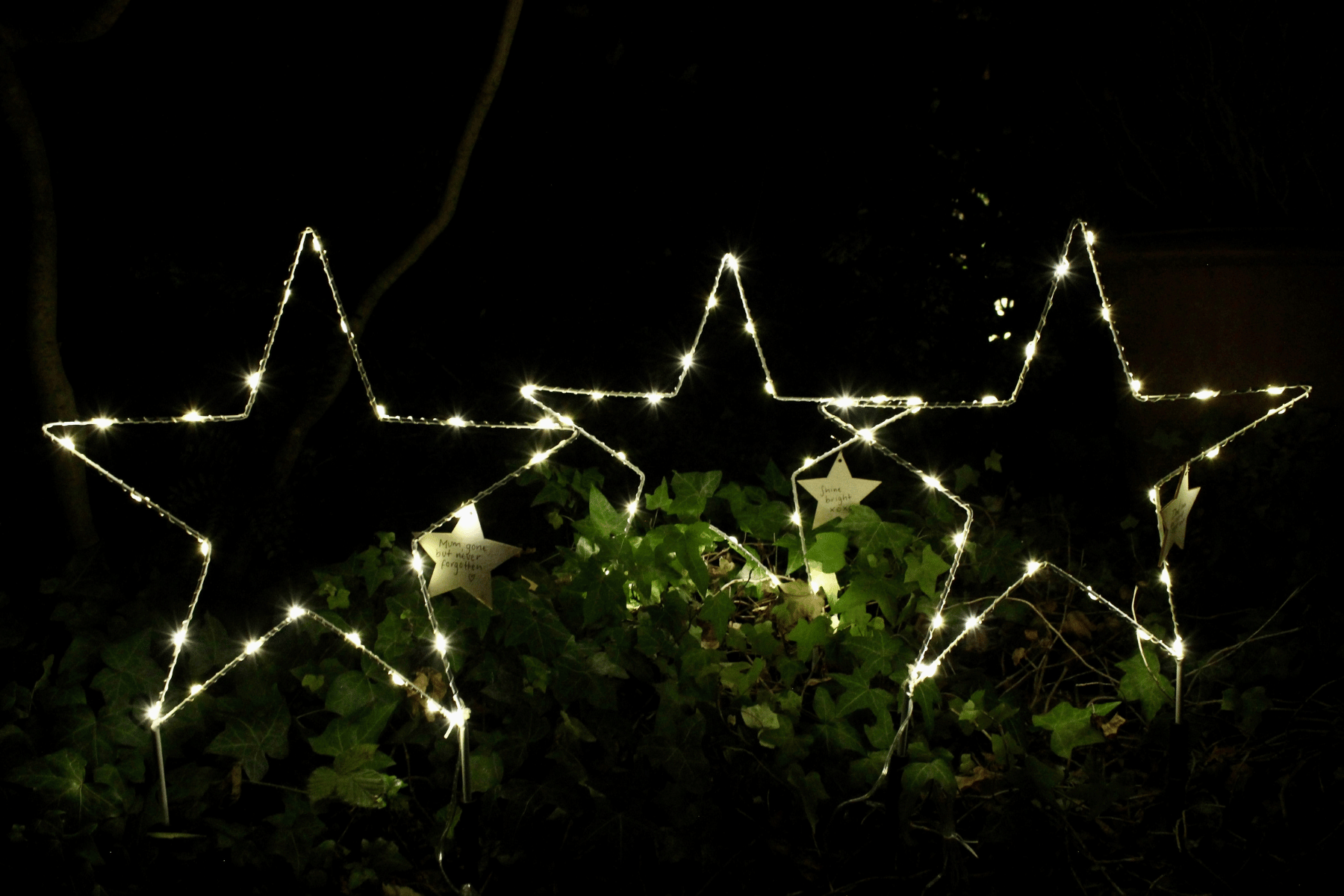 Three of the lit up stars sit in the gardens among the ivy. Each star has a wooden dedication attached to it with a message to someone special.