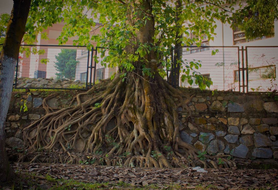 Roots from a large tree encroaching on a home's foundation - does homeowners insurance cover main sewer line