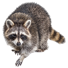 Cut-out of a raccoon walking