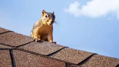 Squirrel peaking over the angle of a roof shingles
