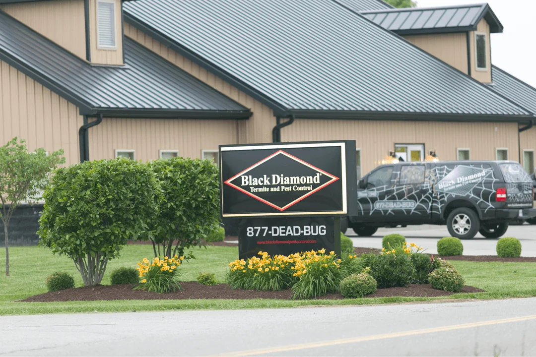 Black Diamond Termite and Pest Control sign with phone number 877-DEAD-BUG in front of a building and a branded vehicle with spider web graphics.