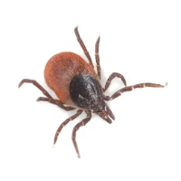 Close-up of a black-legged tick with a reddish-brown body and dark head on a white background.