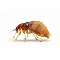 Close-up of a brown flea isolated on a white background.