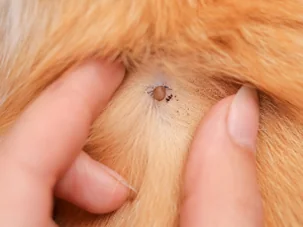 Close-up of a tick embedded in light brown pet fur being examined between two fingers.