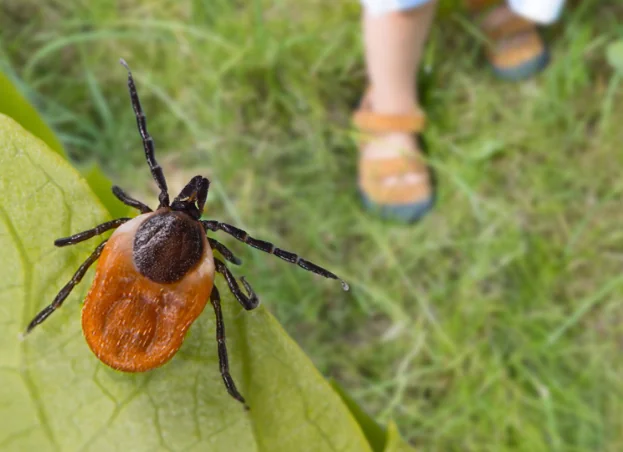 Close-up of a tick on a green leaf with blurred grass and child wearing sandals in the background.