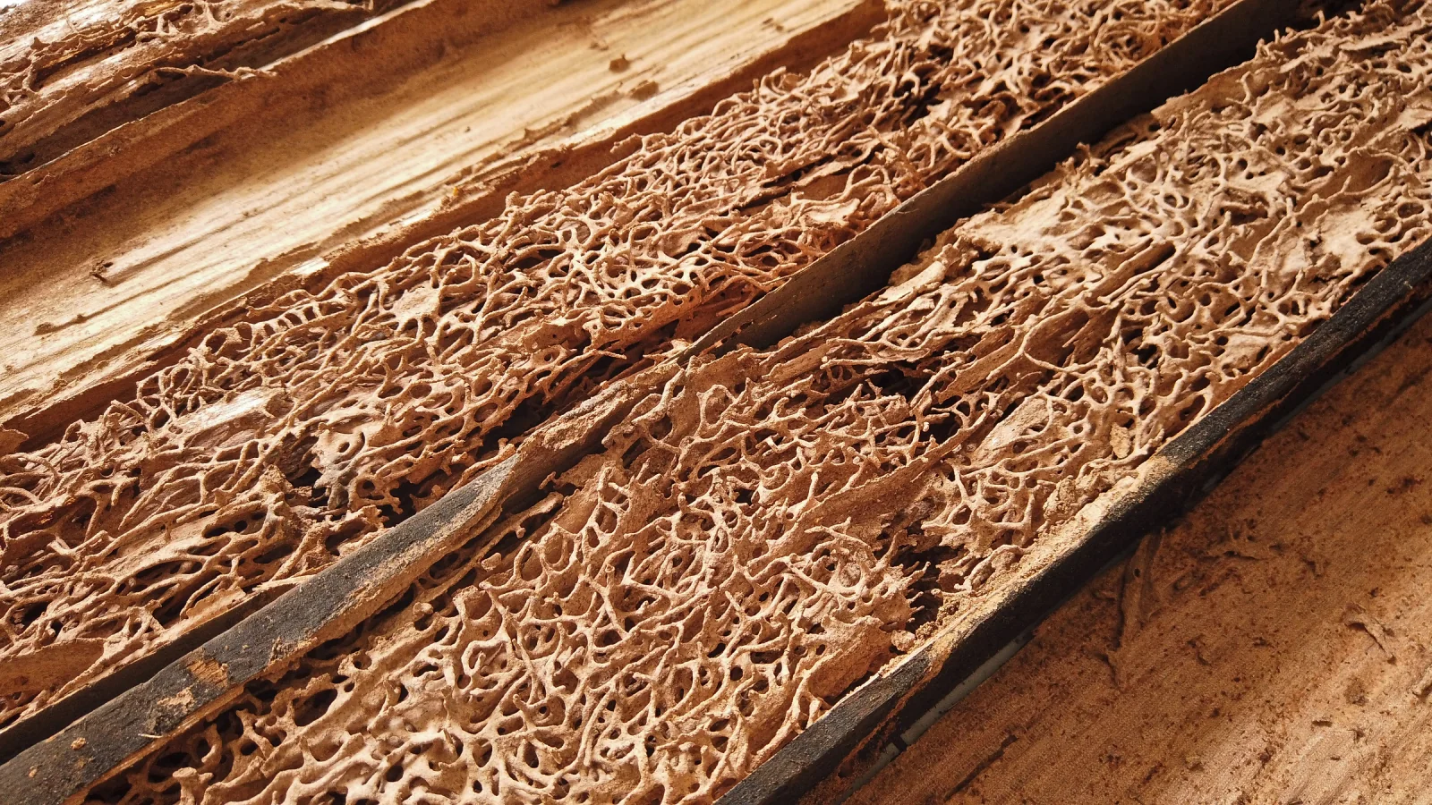 Close-up of wooden planks severely damaged and hollowed by termite tunnels.