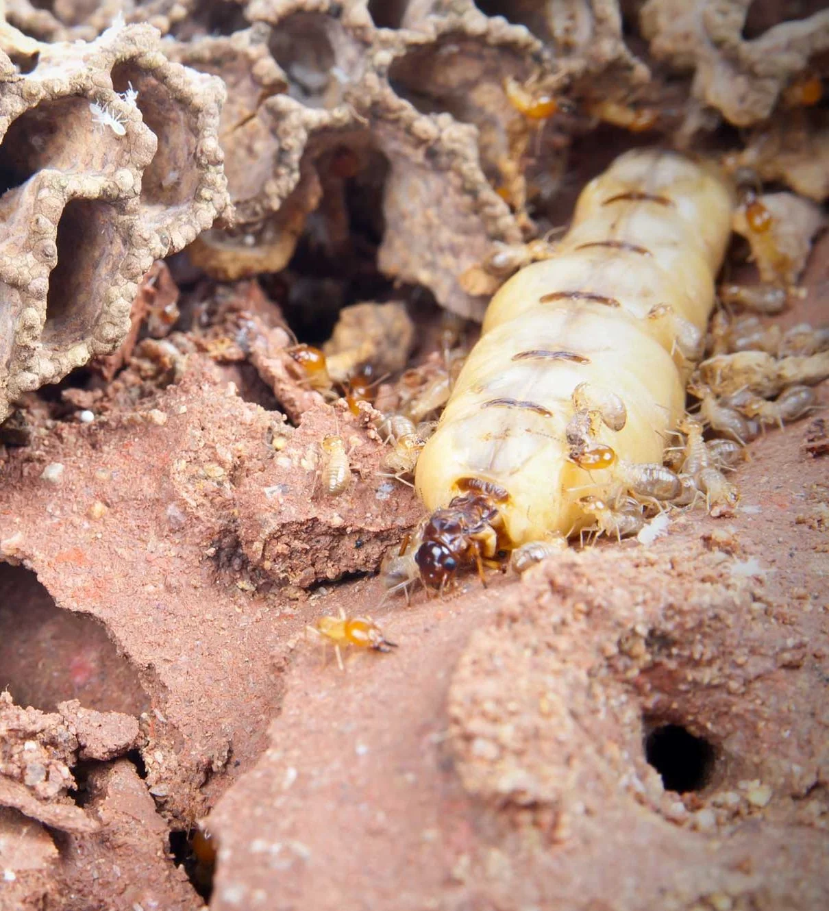Close-up of a termite queen surrounded by worker termites inside a mud nest.