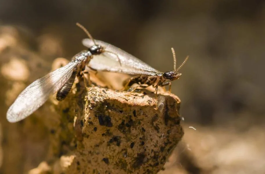 Two small insects with translucent wings and long antennae perched on a rough, brown surface.
