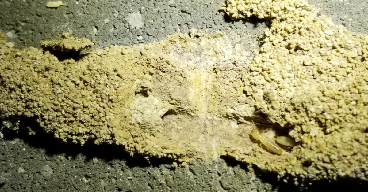 Close-up of yellowish lichen or moss growing on a rough gray stone surface illuminated by light.