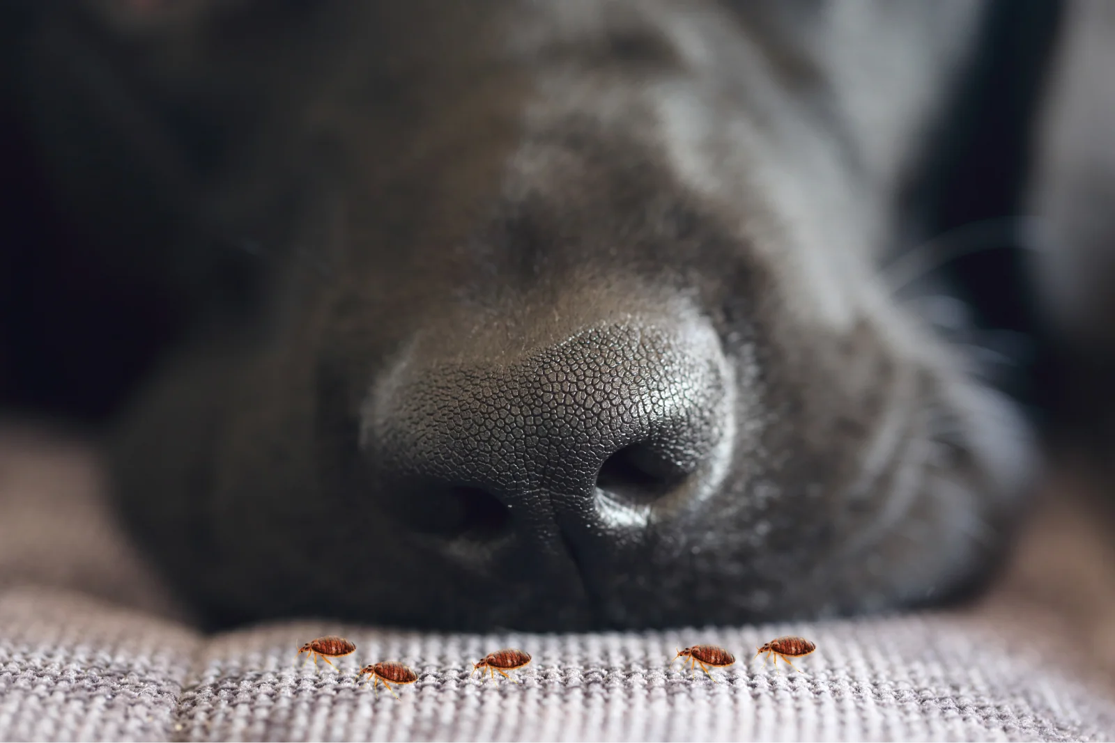 Close-up of a dog’s nose near a surface with five bed bugs crawling on it.