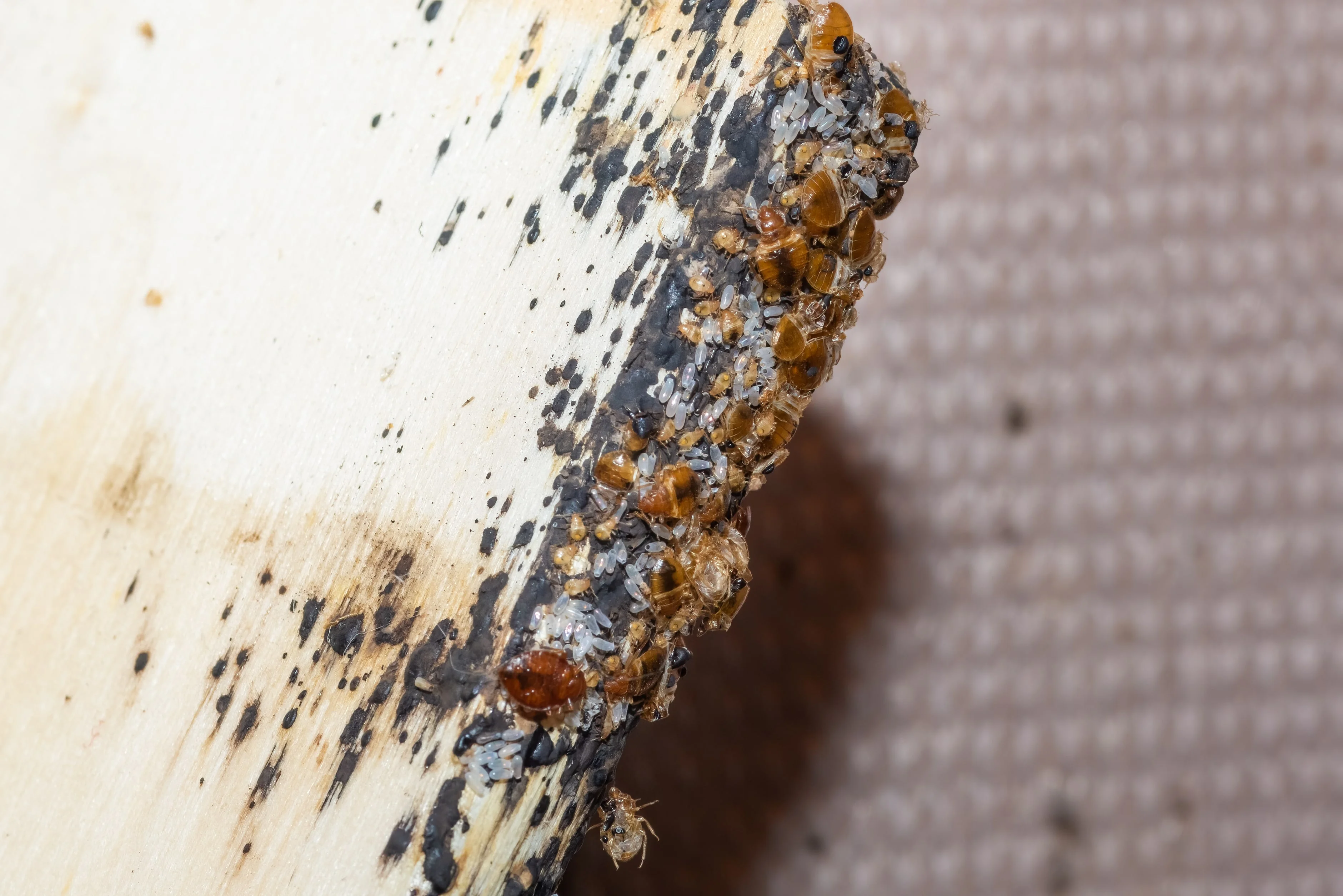 Close-up of a cluster of bed bugs and their eggs on a wooden surface with black mold spots.