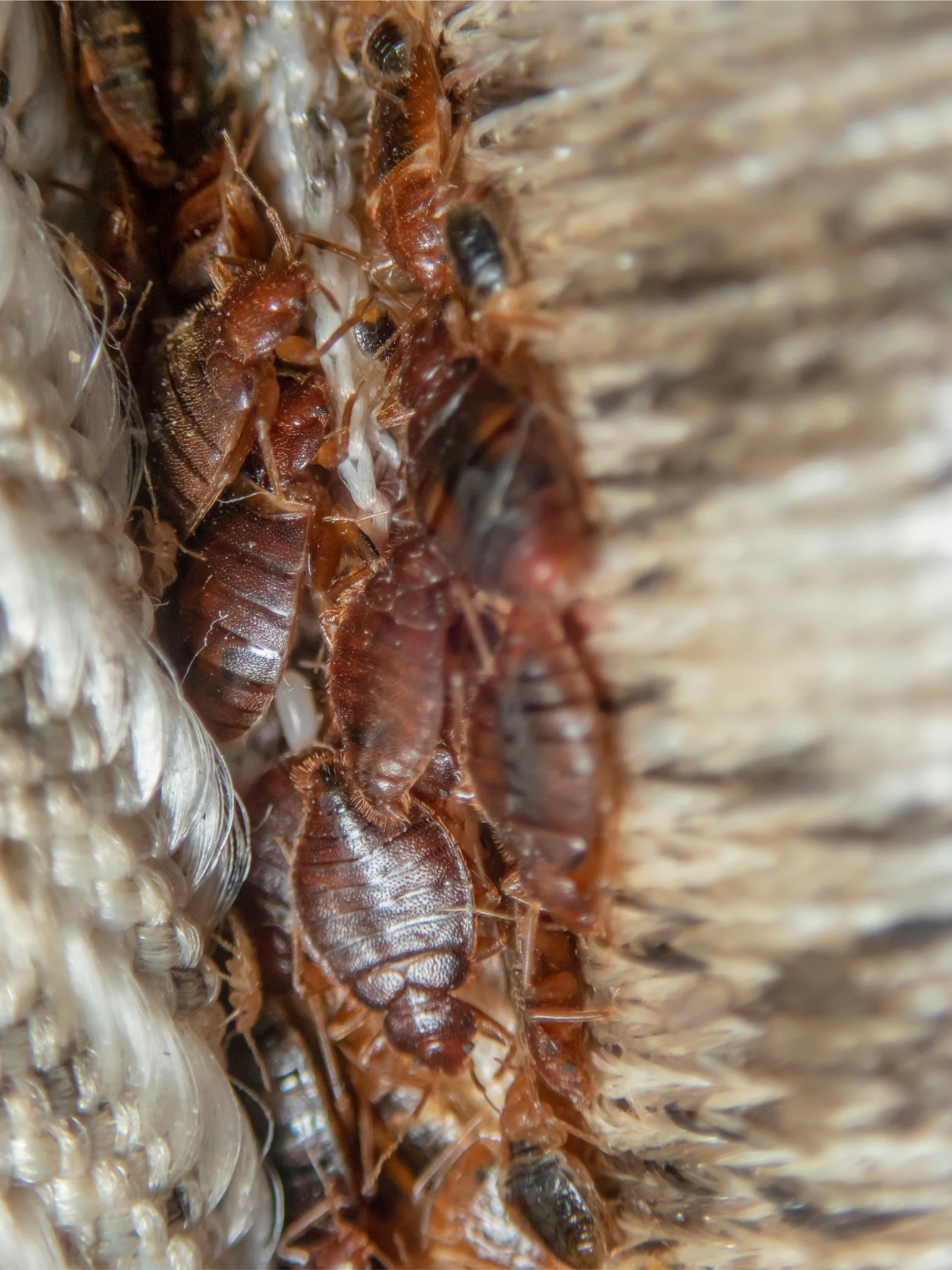 Close-up of numerous bed bugs clustered together on woven fabric fibers.