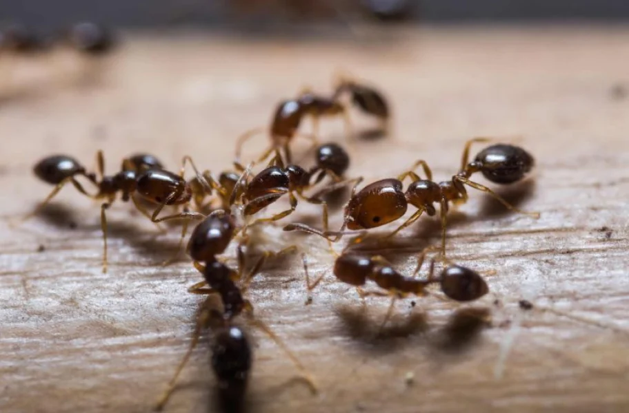 Close-up of a group of small brown ants walking on a wooden surface.
